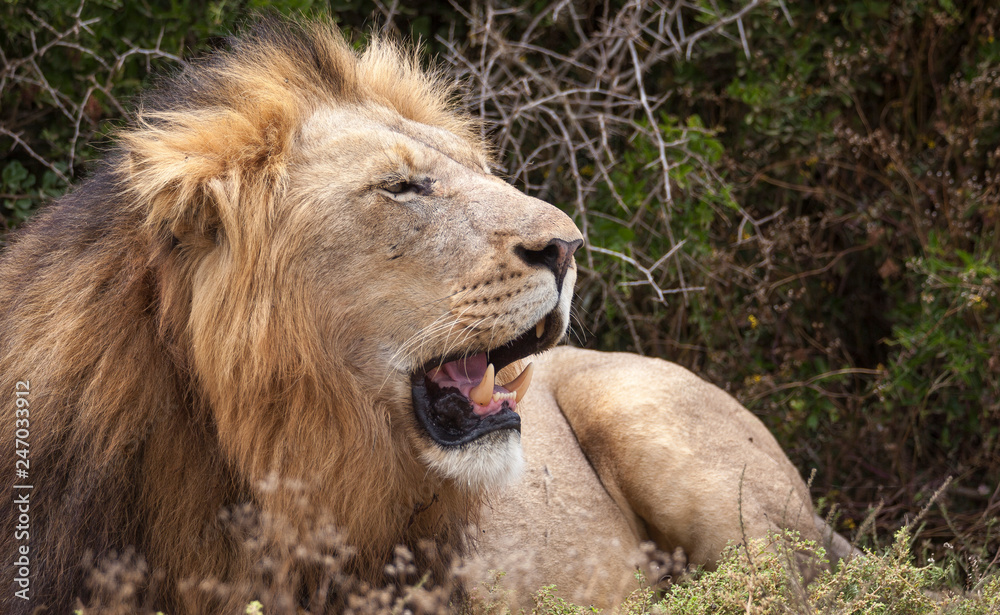 male lion in umfolozi National Par, South Africa male lion in umfolozi National Par, South Africa