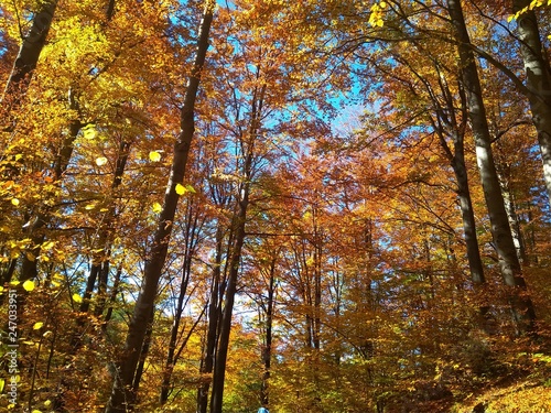 Beautiful golden autumn in the forest. Yellow leaves on trees and blue sky