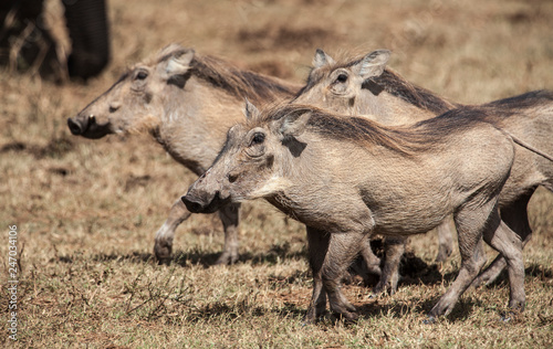 african Warthog approaching...