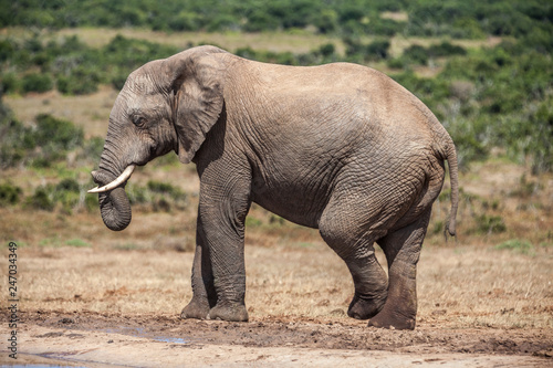 portrait of an male Elephant in South africa