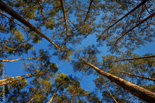 Trees in a pine forest