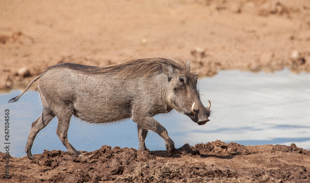 african Warthog approaching a waterwhole in the south african african Warthog approaching a waterwhole in the south african