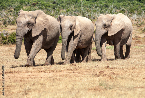 elephant herd in the south african savannah  approaching a water hole