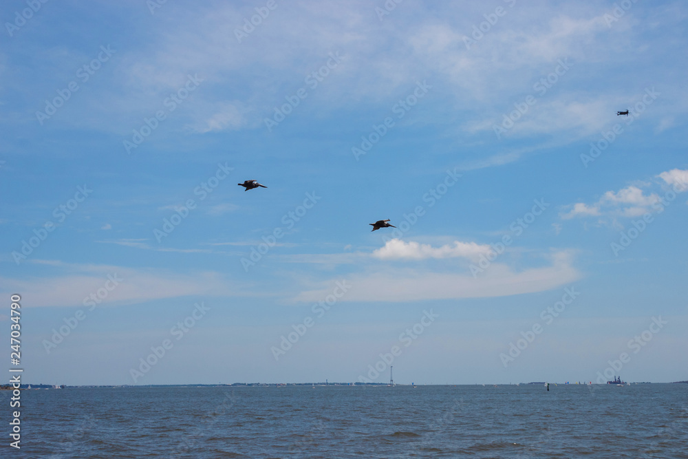 Birds fly in the blue sky over the water. Cormorants and quadrocopters fly against the blue sky over the ocean on a clear summer day.