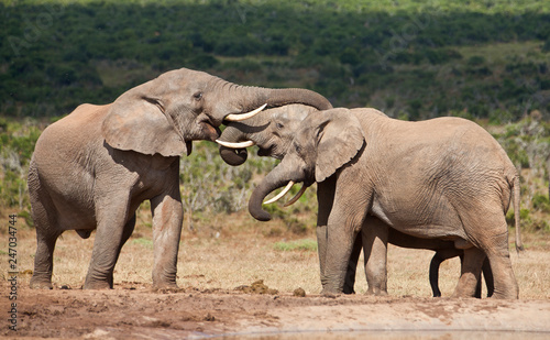 elephant herd in the south african savannah  approaching a water hole