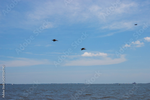 Birds fly in the blue sky over the water. Cormorants and quadrocopters fly against the blue sky over the ocean on a clear summer day.