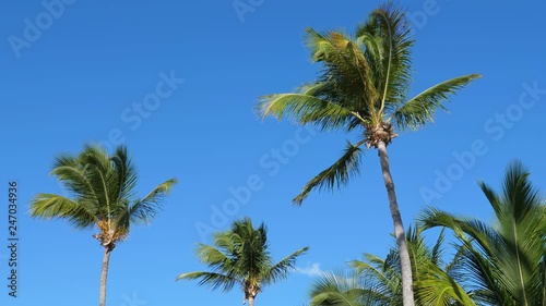 Wallpaper Mural Top of coconut palm trees on blue sky, nobody Torontodigital.ca