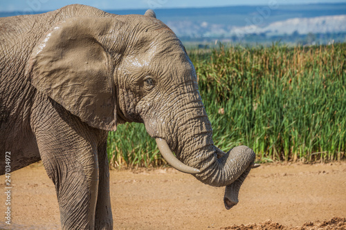 portrait of an male Elephan...