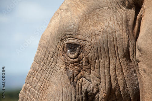 portrait of an male Elephant in South africa