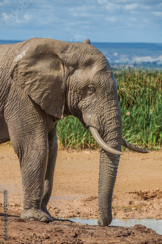 portrait of an male Elephan...
