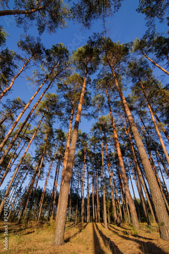 pine trees in a forest look up at the blue sky