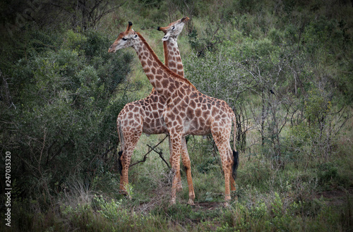 giraffe couple falling in love with each other, South Africa