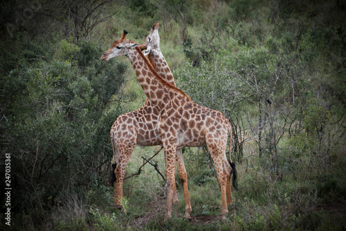 giraffe couple falling in l...