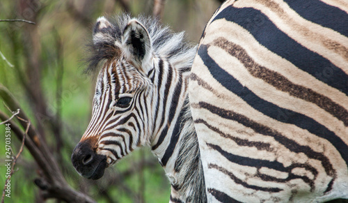 curious zebra baby in the s...