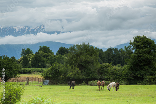 four horses graze on a green grass lawn against the background of mountains and storm sky