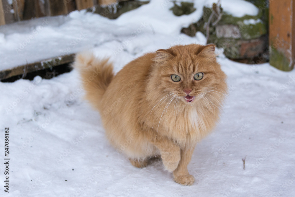 Red cat in the snow Red cat in the snow