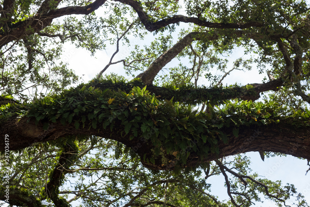 Ferns grow on large tree trunks. Fern leaves in the summer sun Ferns grow on large tree trunks. Fern leaves in the summer sun