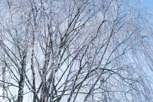 frost tree branch background