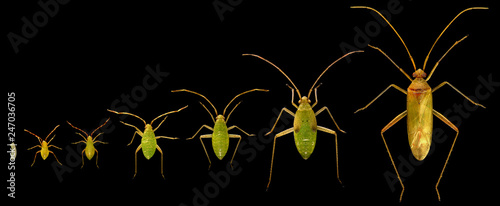 Bug, Creontiades pallidus (Hemiptera: Miridae). Life cycle. Development stages isolated on a black background  photo