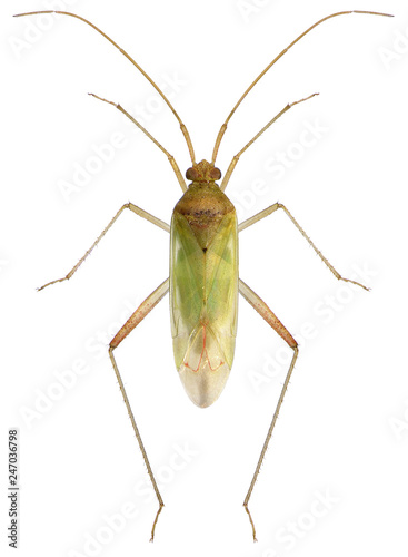 Bug, Creontiades pallidus (Hemiptera: Miridae). Isolated on a white background