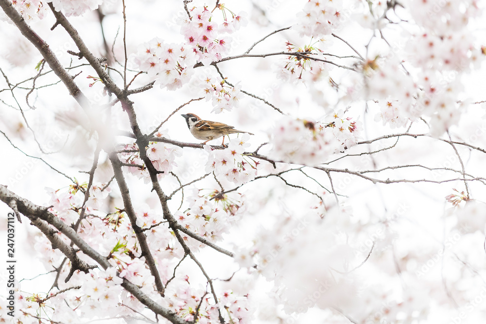 Tree sparrow in cherry blossom
