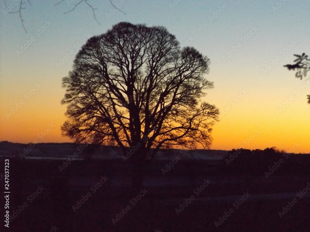 tree in sunset