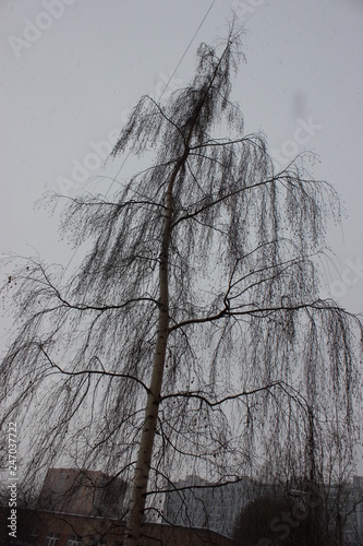tree branches in winter town