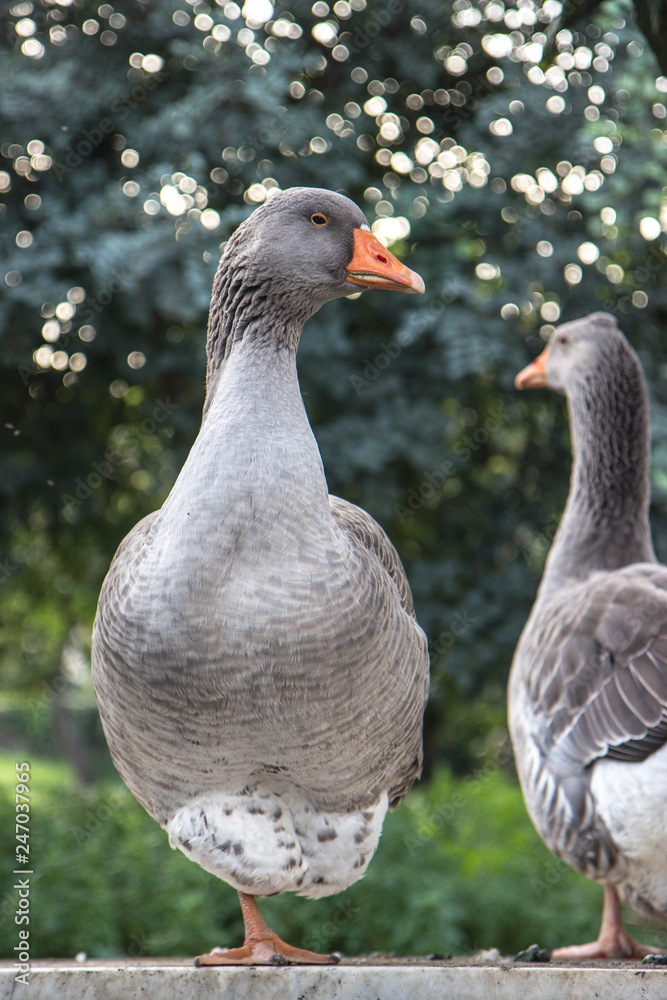 Geese in a countryside Geese in a countryside