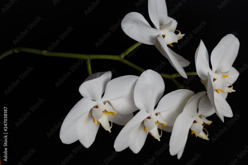 Fototapeta premium Beautiful Phalaenopsis Orchid flowers, isolated on black background