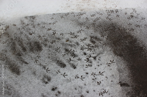 birds footprints in snow