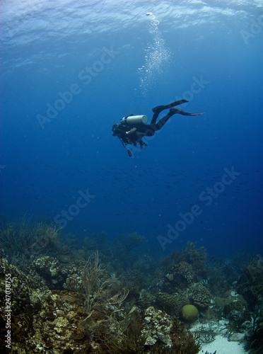 SCUBA diver in a coral reef in the Caribbean © juanmoro