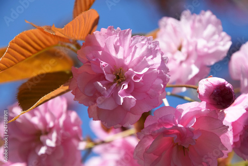 pink flowers blooming on tree, against blue sky