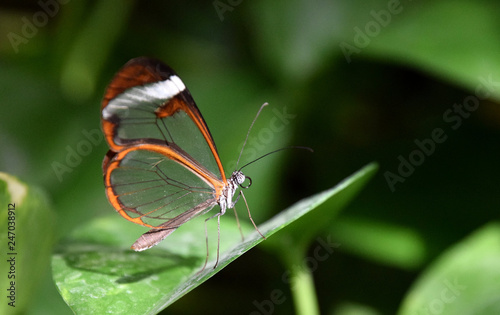 Greta oto, window butterfly on green leaf, close-up