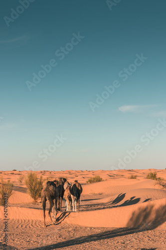 Wild dromedaries walk in the Sahara desert in a sunny day