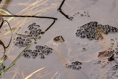 Common pond frogs lay millions of eggs.