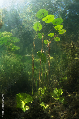 Fotografie Beautiful yellow Water lily (nuphar lutea) in the clear pound