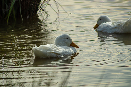 White Pekin  peking  ducks with white feathers and yellow bills in Group