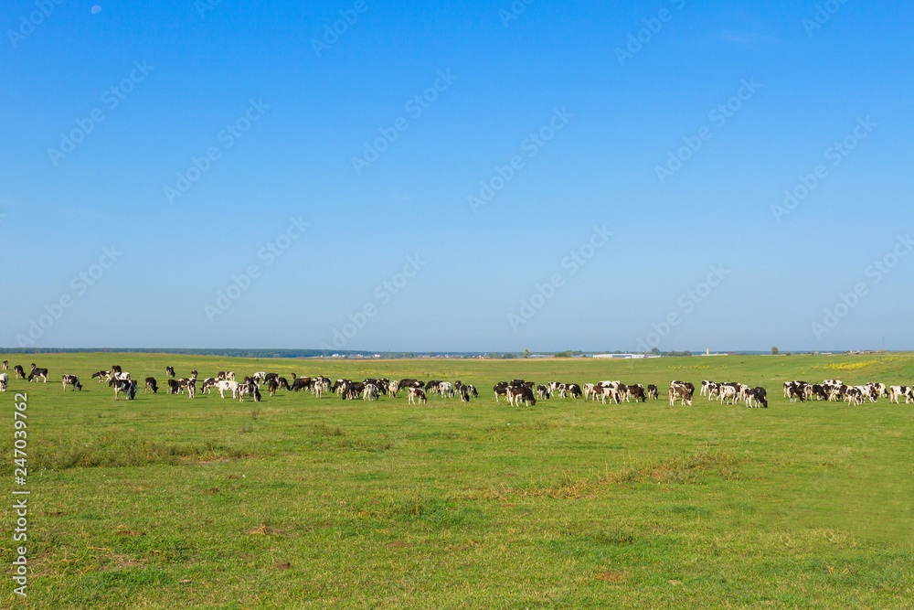 A herd of young cows and heifers grazing in a lush green pasture of grass on a beautiful sunny day. Black and white cows in a grassy field on a bright and sunny day.