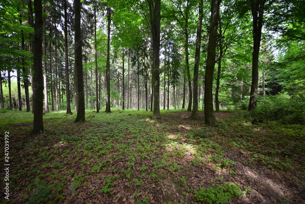 Fototapeta premium Landschaft Oberlausitz