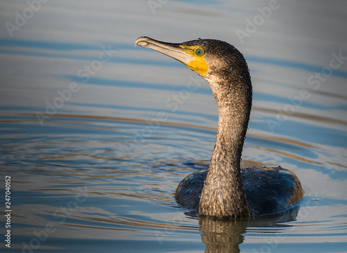 Cormorano