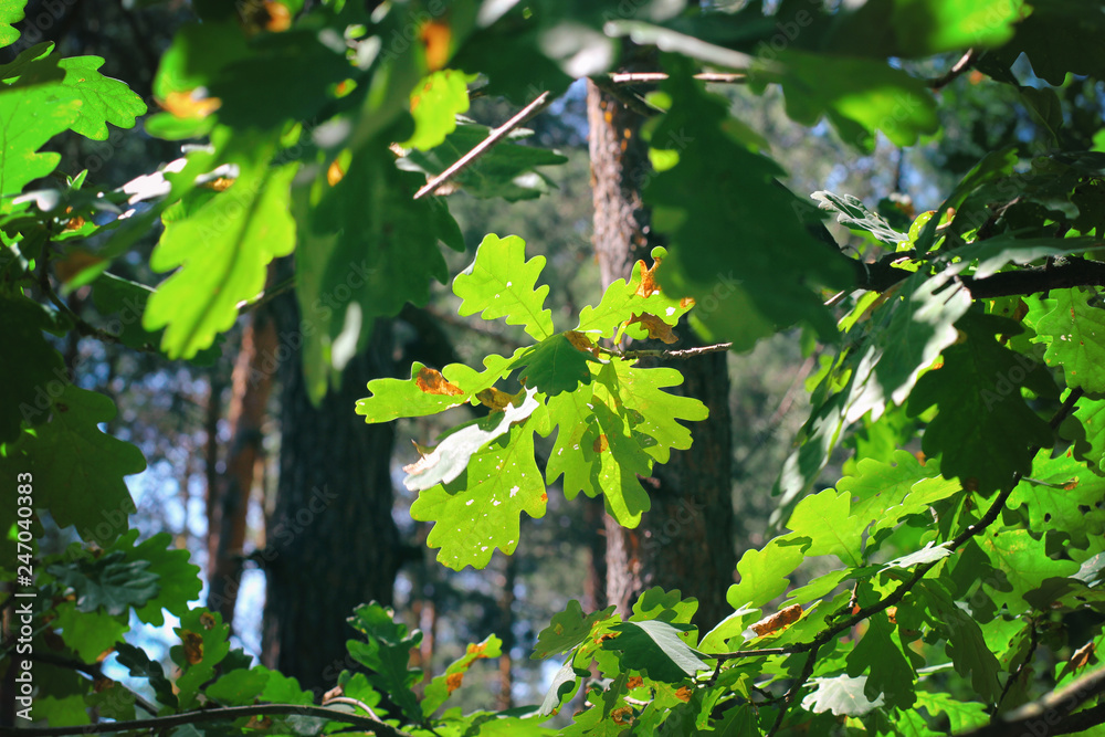 Obraz premium Lush green oak leaves in a green glowing forest in summer. The sun penetrates the leafy roof with small rays of light. The forest is in a healthy condition and invites to hiking, walking or biking