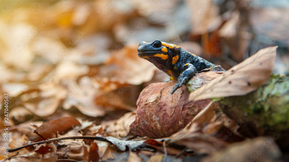 Fototapeta premium Kleiner Feuersalamander im Laub