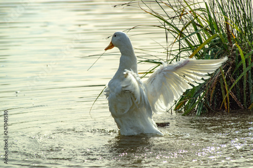 Fototapeta Naklejka Na Ścianę i Meble -  White Pekin (peking) ducks with white feathers and yellow bills in Group Flock, Brace or Raft
