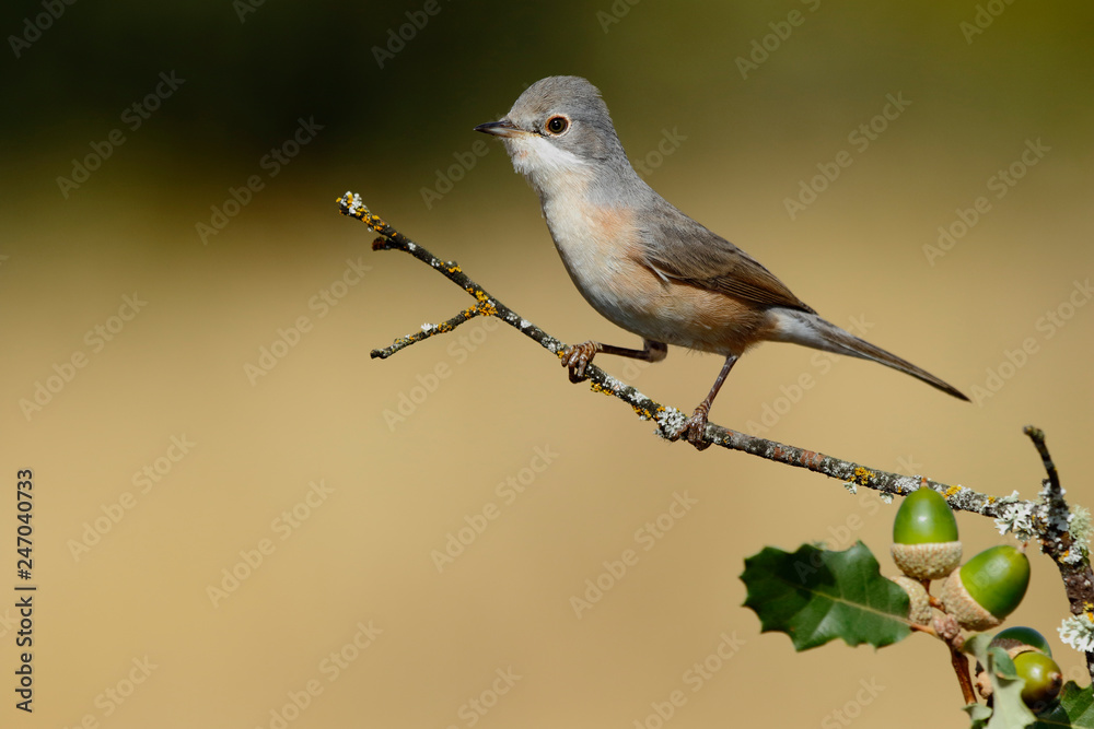 Fototapeta premium Subalpine warbler female. Sylvia cantillans perched on a branch on a uniform light background