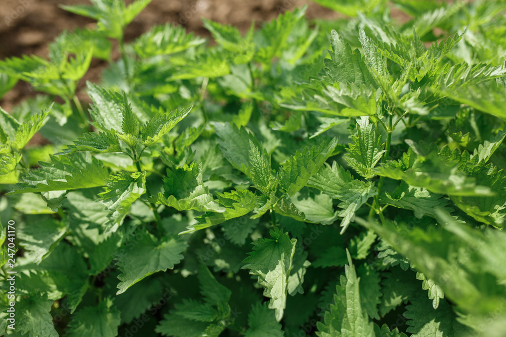 bushes of mint in the garden, fragrant plants bushes of mint in the garden, fragrant plants
