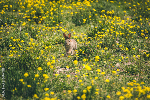 Easter bunny in the prairie, yellow flowers and rabbit