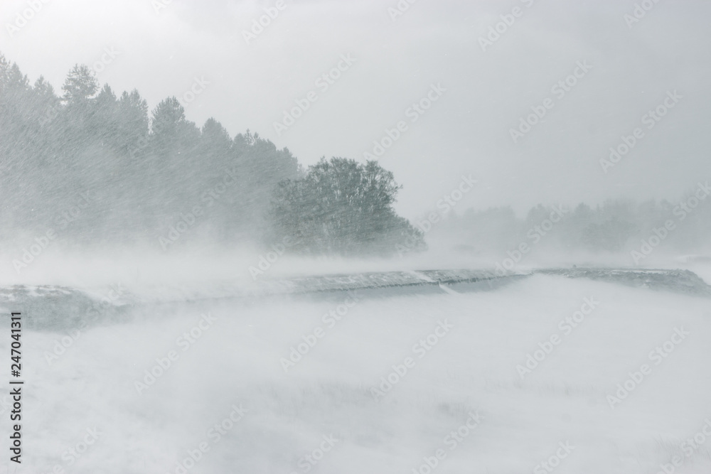 Snow covered trees during a snow storm