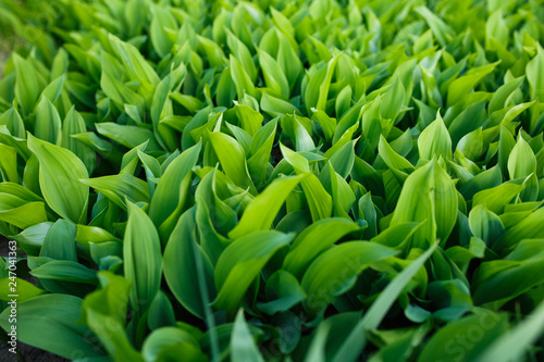 dense leaves of a green plant in the garden