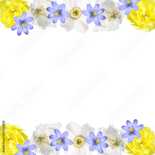 Fototapeta Naklejka Na Ścianę i Meble -  Beautiful floral background of tulips, daffodils and liverwort 