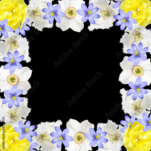 Fototapeta Naklejka Na Ścianę i Meble -  Beautiful floral background of tulips, daffodils and liverwort 